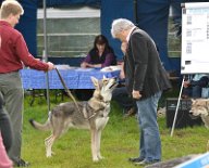 DSC_8676 Lucan
