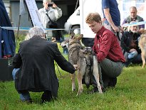 DSC_8683 Lucan