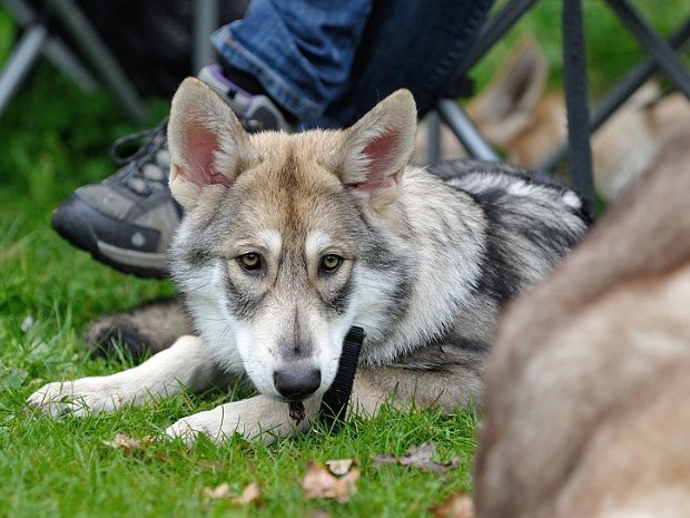 14-09-2014 Spezialzuchtschau AVLS Soest