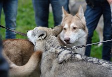 DSC_5198 Timish war läufig und flirtete mit jedem Rüden - nicht mal vor ihrem Halbbruder Anak machte sie Halt!