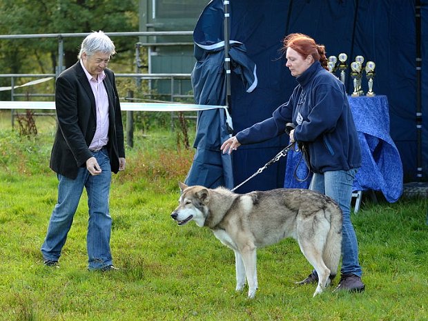 18-09-2011 Spezialzuchtschau Nettetal Am 18. September 2011 fand in Nettetal die 5. Spezialzuchtschau für Saarlooswolfhonde statt. Es haben 28 Hunde...