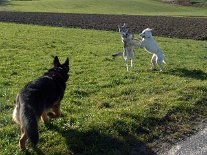DSC00955 ...sie schaut aber dann doch lieber nur zu bei dem wilden Spiel.