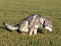 DSC00962 ...doch Nisha kann das nicht auf sich sitzen lassen und macht drüber - wichtig ist immer, auf drei Beinen natürlich!