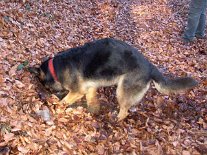 DSC00989 Yuma buddelt den Wald um.