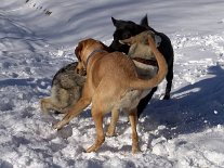 DSC01266 Doch die Rüden geben nicht so schnell auf - diesmal mischt der schwarze Paco mit!