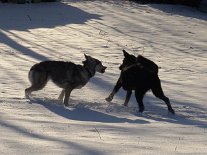 DSC01283 Zweikampf zwischen Nisha und Paco....Nisha zeigt, wo der Hammer hängt!