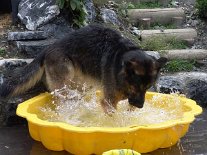 DSC00712 Yuma beim Plantschen - da ist sie voll in ihrem Element.