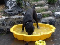 DSC00713 Amon, der Labrador, plantscht auch gerne.