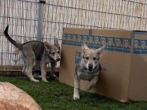 DSC00732 Timish flüchtet da mal lieber, das wird ihr zu eng.