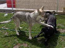 DSC00742 Nisha spielt mit Amon.