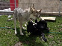 DSC00743 Aiko kommt Nisha zu Hilfe.