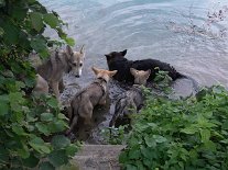 DSC01965 Nisha, Yuma, Timish und Attila an einem der vielen Baggerseen, an denen wir an diesem Tag vorbeigekommen sind.