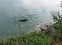 DSC01969 Yuma schwimmt - Attila zögert am Ufer, würde aber wohl am liebsten hinterher.