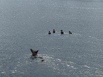 DSC01977 Nisha schwimmt den Enten hinterher...typisch!