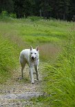 _DSC0071 Auri