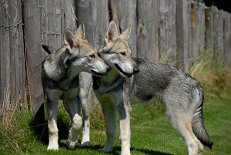 DSC_2066 Aiko (links) und Timish.