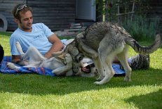 DSC_2072 Timish und Aiko (der unten liegt) spielen miteinander.