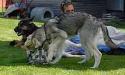 DSC_2077 Timish hat die Oberhand.