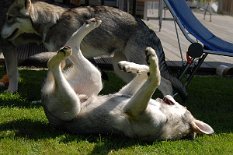 DSC_2085 Aiko strampelt - die geht ja einfach weg! Unverschämt!