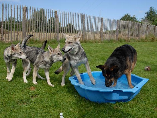 26-08-2007 Besuch von Tara und Aiko (Teil 3)