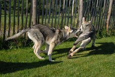 DSC_2394 Timish jagt Aiko.