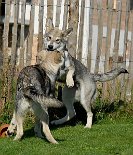 DSC_2426 Timish (vorne) und Aiko kämpfen...