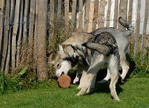 DSC_2427 ...um das Objekt der Begierde - Aiko schnappt es sich.