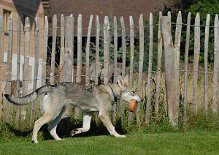 DSC_2437 Erstmal in Sicherheit bringen...