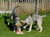 DSC_2444 ...und schnappt es sich....