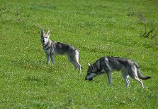 DSC_7859 Timish und Aiko