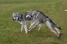 DSC_1277 Aiko greift Timish an...