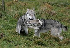 IMG_2121 Timish und Aiko beim Toben.