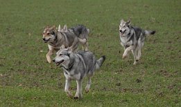 DSC_3071 Baldur, Tiffy, Asgard