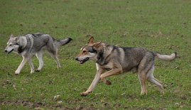 DSC_3072 Nisha und Baldur