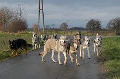 DSC_3083 Yuma, Nisha, Tiffy, Anni, Tikaani, Baldur, Aliyah, Timish, Asgard