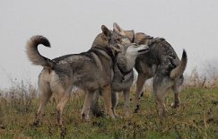 DSC_4009 Luna legt den Kopf auf Tara - Timish macht es ihr nach...