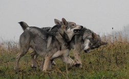 DSC_4010 Luna mit vollem Körpereinsatz - Tara hat's nicht einfach.