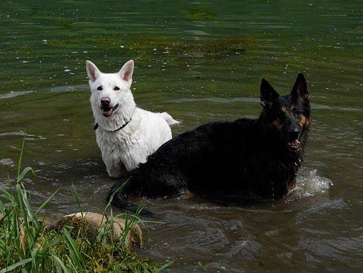 28-07-2007 Besuch bei Auri in der Schweiz Timish ist 14 Wochen alt. Wir haben die weiße Saarlooswolfhond-Hündin Auri in der Schweiz besucht und dort einen schönen...