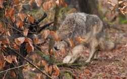 DSC_4534 Ein Wolf schleicht sich an, als er unsere Hund sichtet...es war wirklich faszinierend zu beobachten. Er hat sich etwa auf einer Strecke von 20 m wie auf dem...