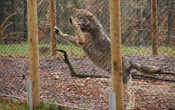 DSC_4548 Oft sind die Wölfe sogar am Gehegezaun hochgesprungen - vielleicht um die Hunde besser zu sehen?