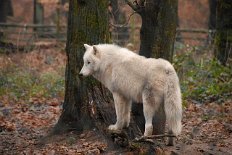 DSC_4594 Die arktischen Wölfe sind auch sehr faszinierende imposante Tiere.