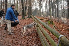 DSC_4604 Timish guckt durch den Zaun - die weißen Wölfe haben uns auf dem Rundgang um das Gehege dauernd begleitet und sind dicht am Zaun gelaufen.