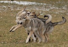 DSC_6133 Nisha im Vordergrund, Timish zeigt Zähne, Aiko rechts hinten