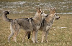 DSC_6146 Nisha und Timish