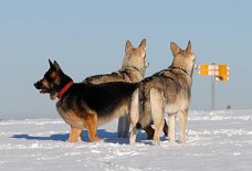 DSC_7439 Meine 3 Weiber halten Ausschau nach Pablo....
