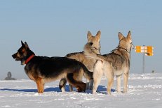 DSC_7440 ....Yuma sichert nach links ab, Nisha und Timish nach rechts....Timish hat wohl bereits etwas gesichtet, was ihre Körperhaltung verrät....