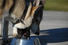 DSC_8557 Attila hat Durst, doch Nisha paßt es noch nicht ganz, daß er aus ihrem Napf trinkt.