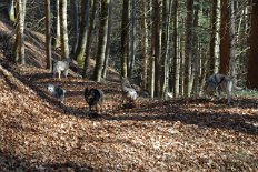 DSC_8132 Die Hundis im Wald.