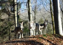 DSC_8134 Tante Luna mit ihren Nichten Timish und Tara.