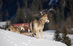 DSC_8839 Timish und Tara